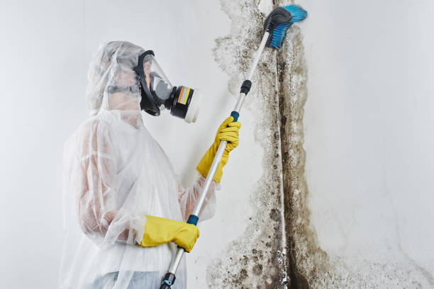 Professional Mold Remediation in Thompson, ND